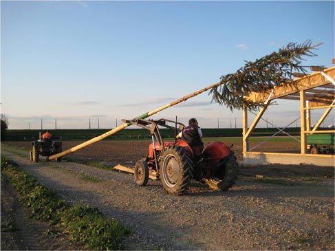 Ein Maibaum kann nur mit einem Traktor Marke Steyr und Ferguson transportiert werden, sonst mit nichts ....